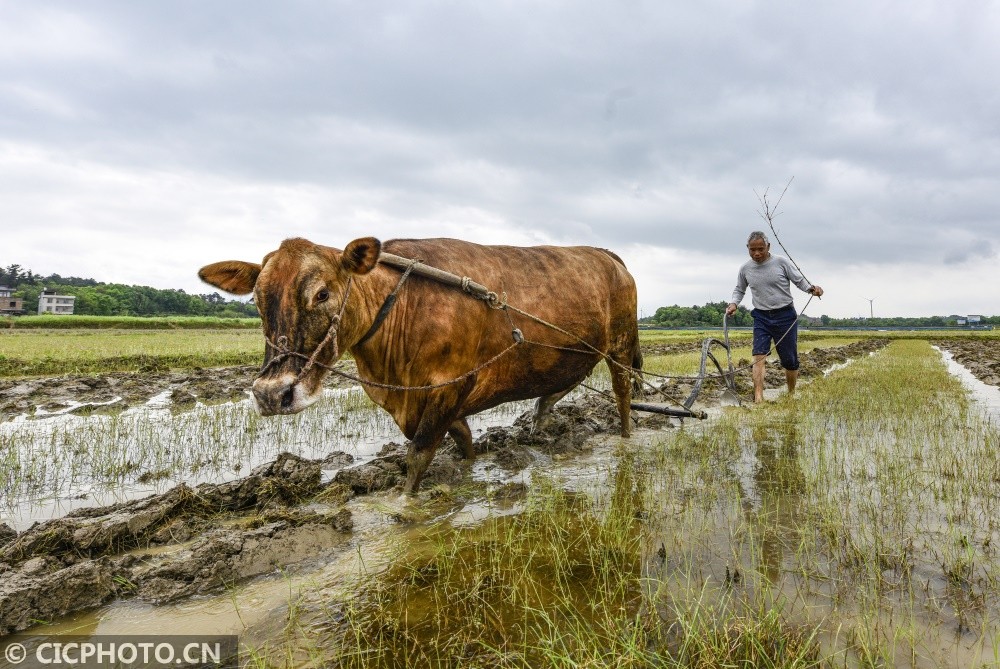 湖南道县:犁耙水响闹春耕