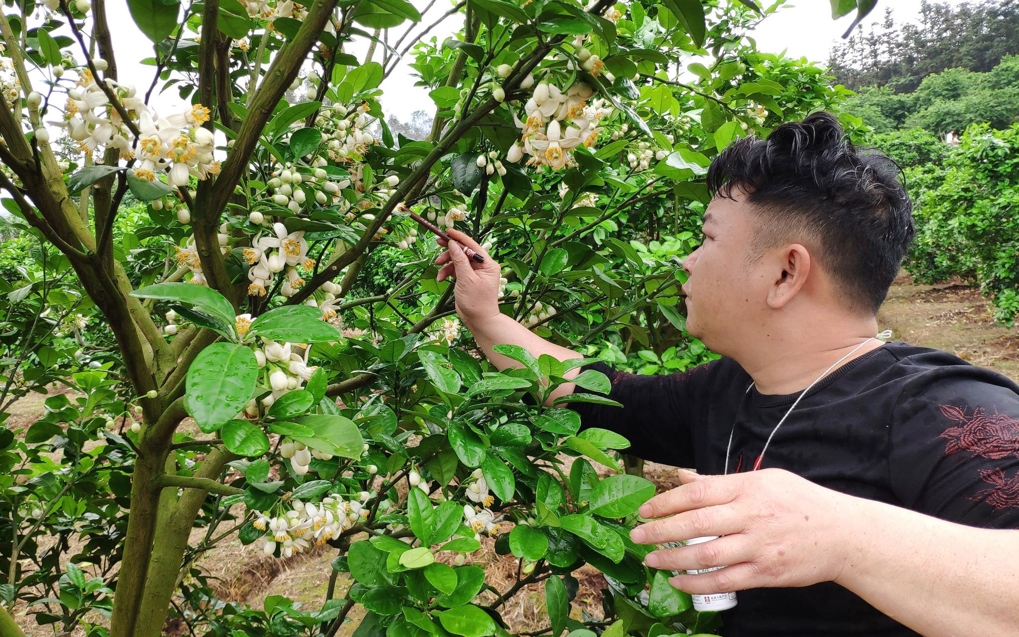给果树人工授粉.受访者供图