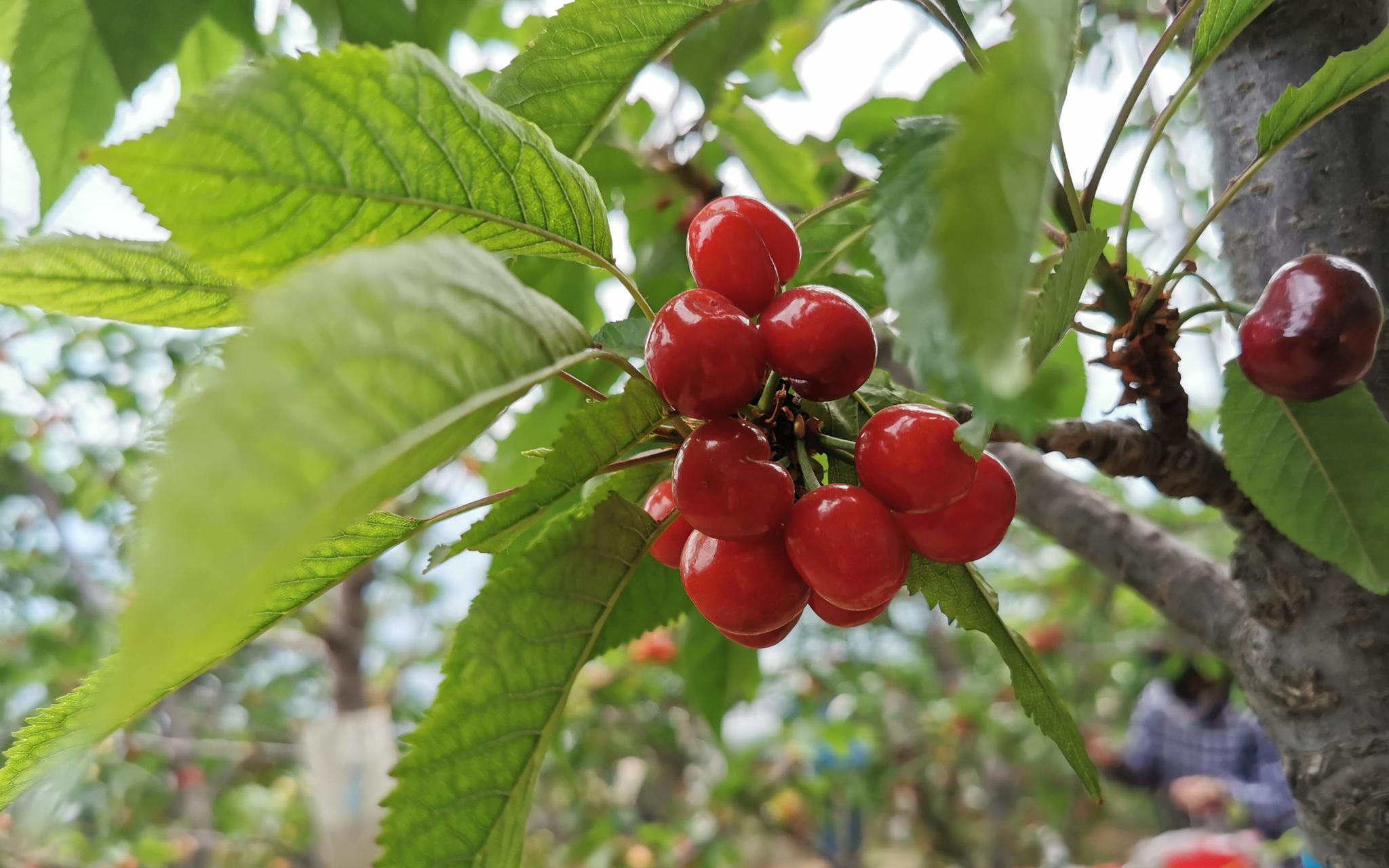 北京樱桃之乡通州西集红彤彤的樱桃提早成熟了