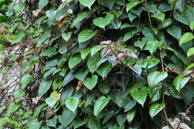 六方藤见过吗可用于风湿关节痛腰肌劳损跌打损伤