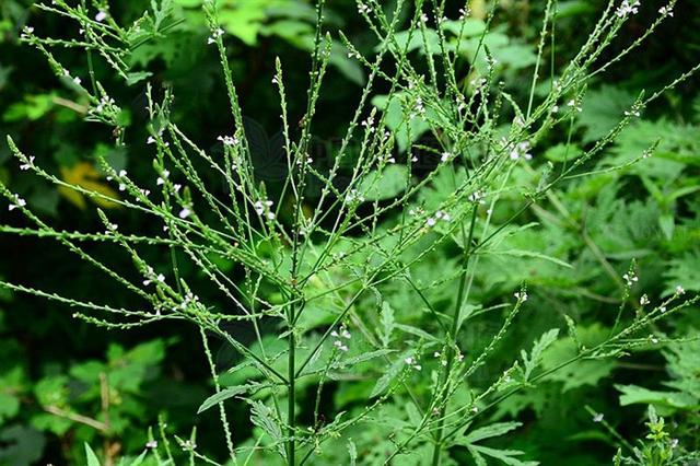 马鞭草见过吗清热解毒利水消肿主感冒发热咽痛水肿
