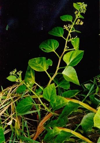 六方藤见过吗可用于风湿关节痛腰肌劳损跌打损伤