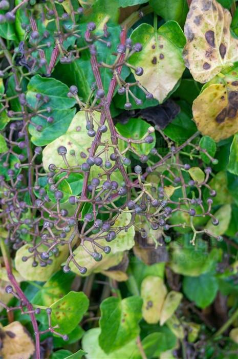 别名五俭藤,山坡瓜藤,拦河藤,散血龙,方茎宽筋藤,六骨春筋藤,抽筋藤