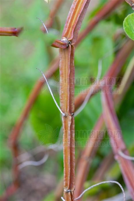 六方藤见过吗可用于风湿关节痛腰肌劳损跌打损伤