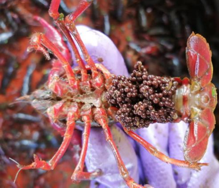 从33元/斤暴跌至4元/斤,小龙虾苗种养殖如何盈利?