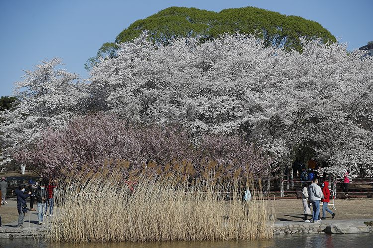  游客漫步在樱花园浓浓春色中。