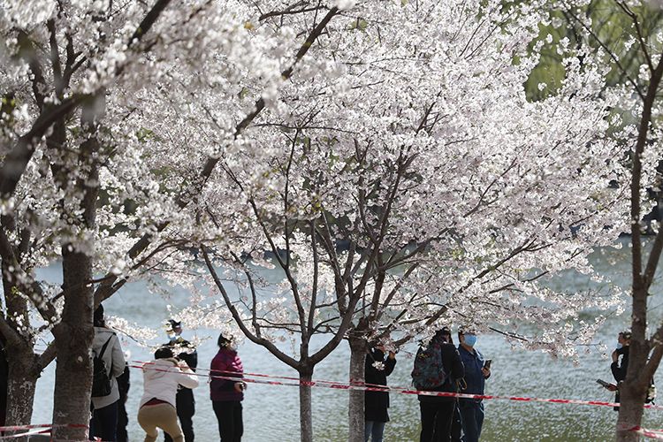  游客在湖边与樱花合影。