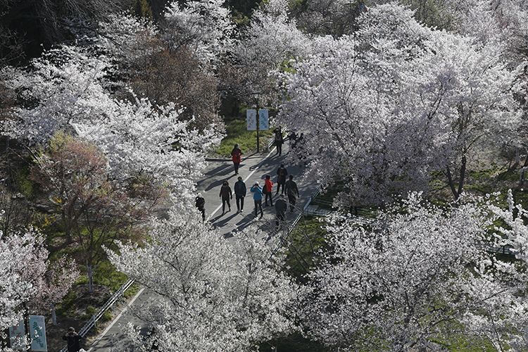  游客漫步在樱花园中。