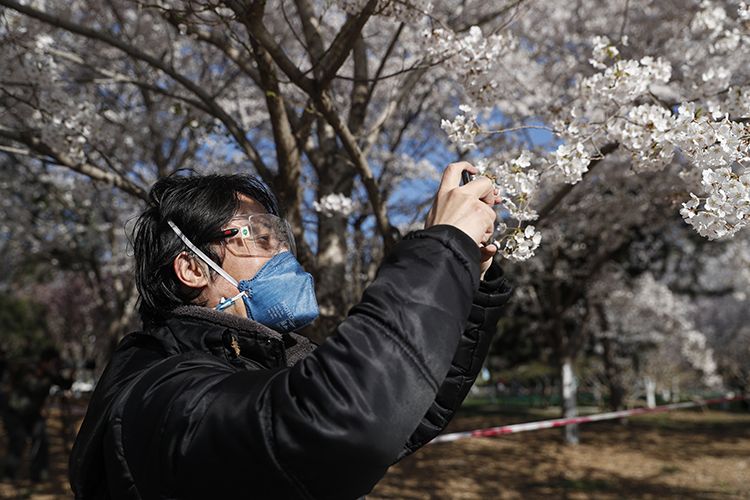  游客做好防护游览樱花园。