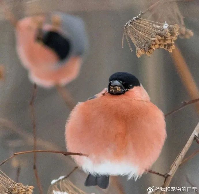 像个绣球的胖啾啾!毛色好好看超美的!