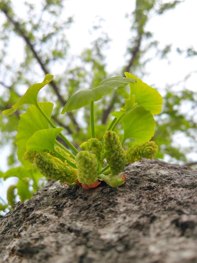 银杏树雌雄异株,每年三月底四月初,雄树提前花开,靠风媒传粉.