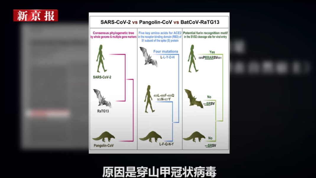 5代家族图谱5个疑似宿主新冠病毒溯源