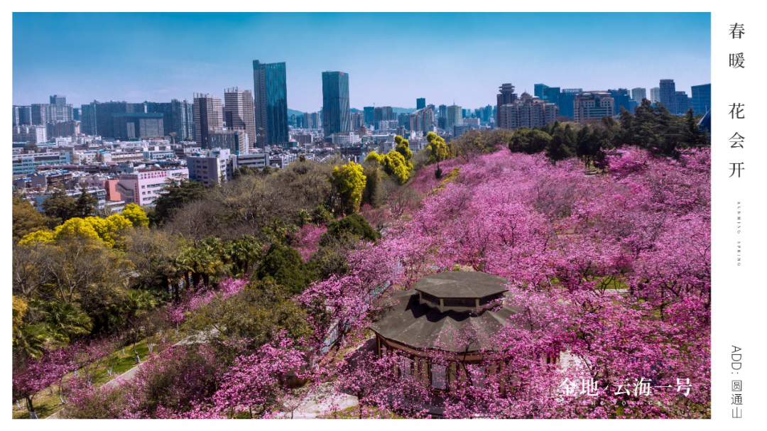 无人的圆通山,樱花都开好了|樱花|圆通山_新浪新闻