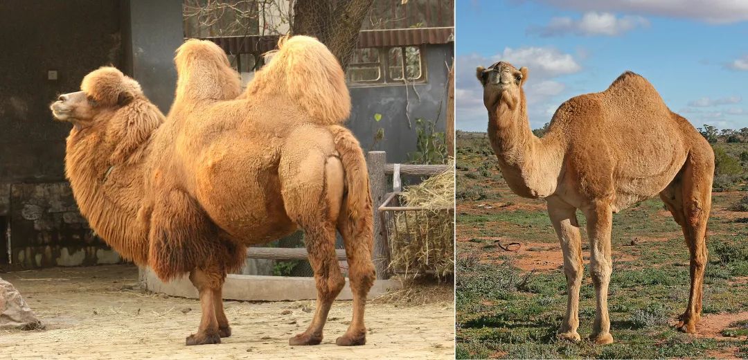 这种动物走路天生顺拐