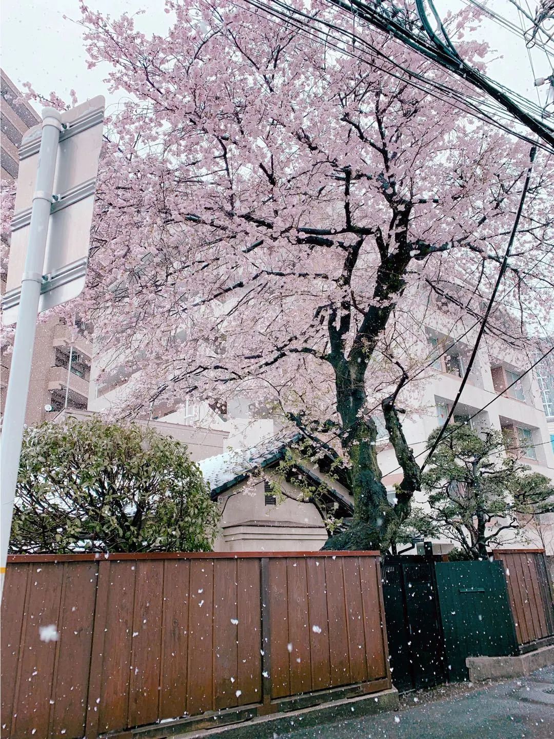 美爆了!日本今天大雪赶上樱花满开,出现罕见"雪樱"胜景!