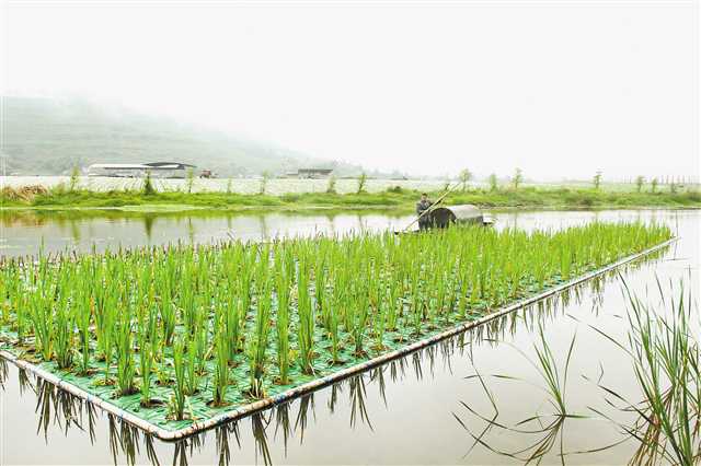 3月28日上午,铜梁区高楼镇村民在管理生态浮床.
