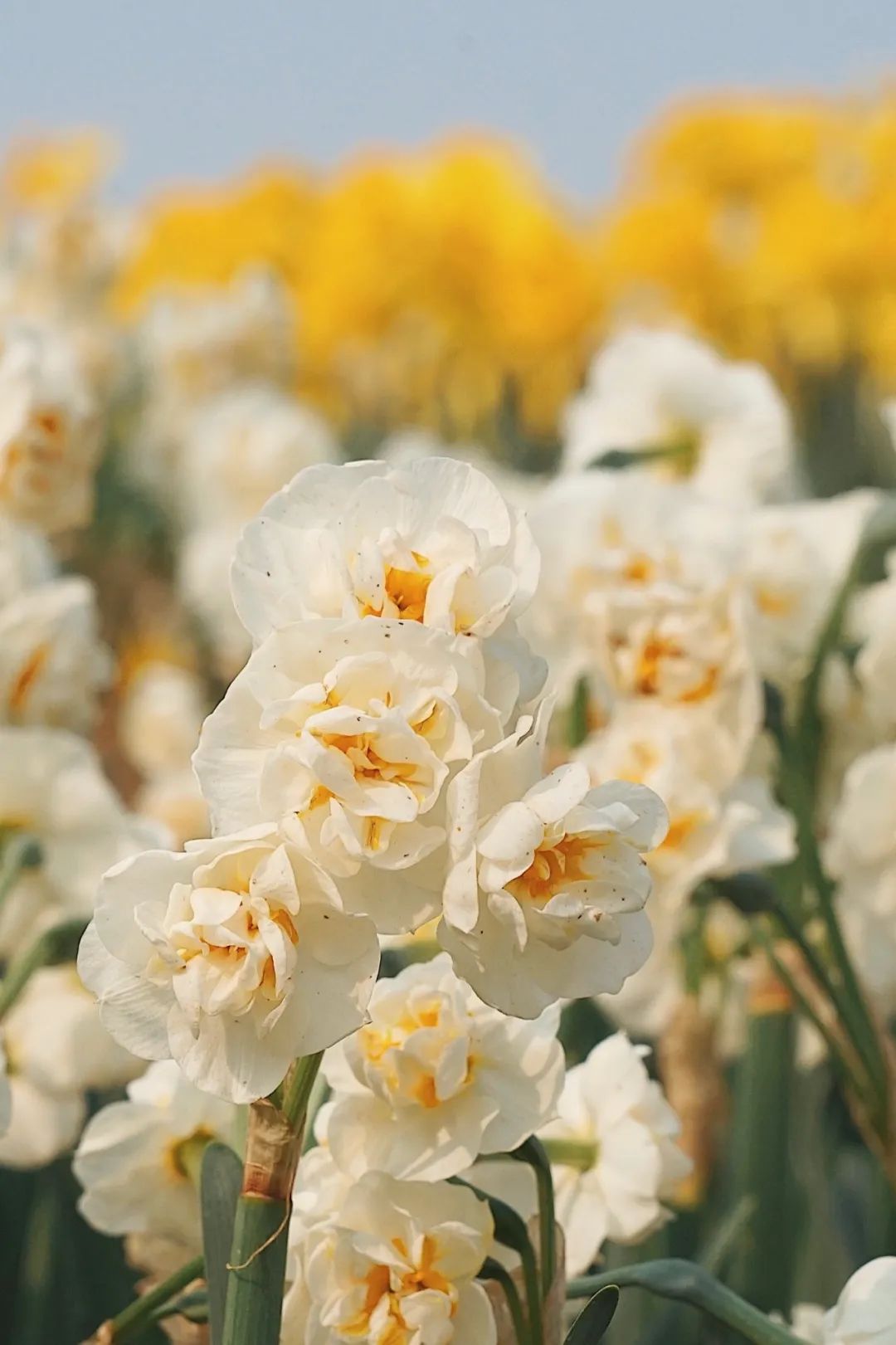 你好,3月30日 | 希望你忘记年龄,做最好的自己.