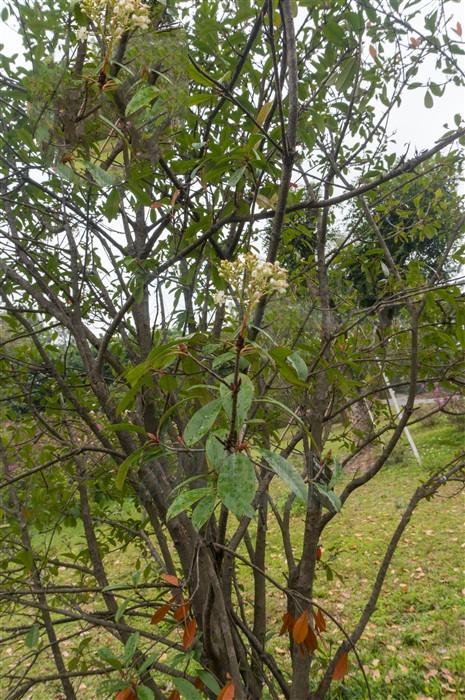 别名石眼树叶,老少年叶,凿树,石纲.野生或栽培.