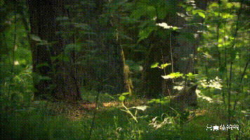 2,完全不输bbc,把森林拍成了最美的童话