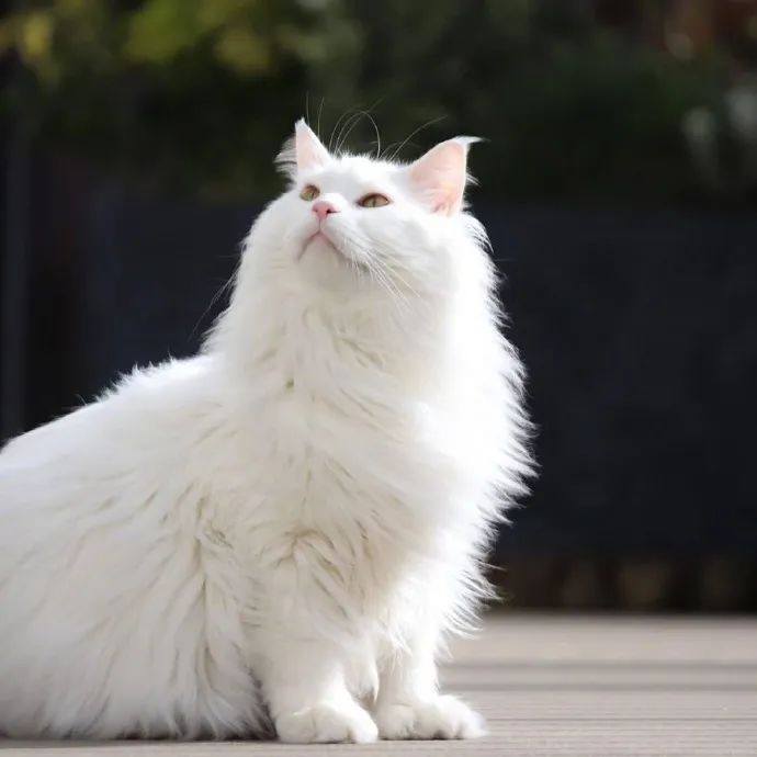 眼神好飒的大佬猫太霸气了气质无与伦比啊