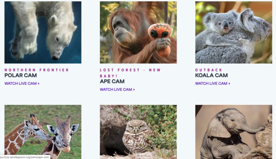 美国停课还不到一周,陪读家长已在崩溃边缘.