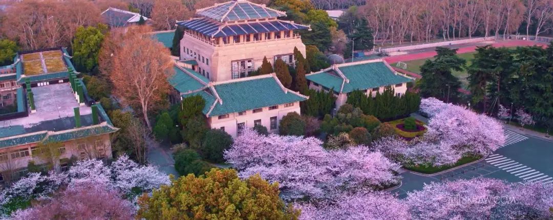 武汉大学樱花盛开