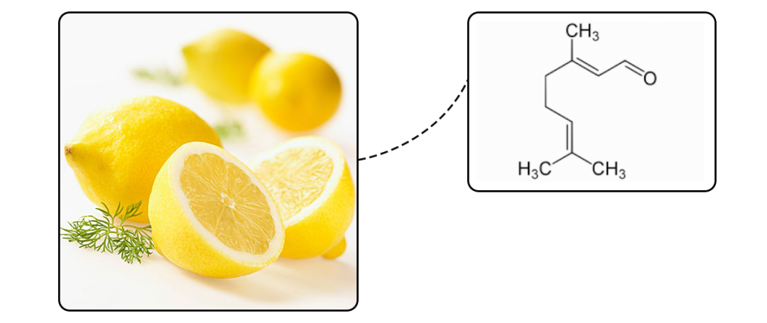 稀释后具有水果甜香气的苯乙醛高度稀释后可以呈现紫罗兰或丁香气味的