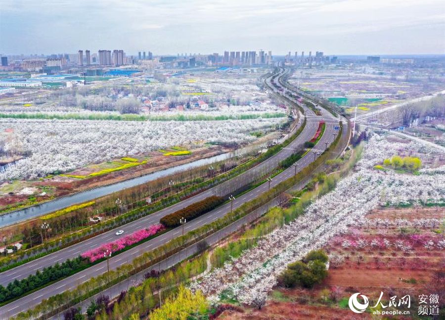 2020年3月28日,安徽省宿州市砀山百万亩梨花盛开,县城被花海包围,景色