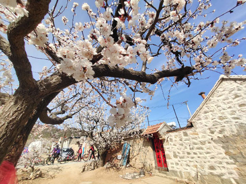 烟台牟平:十里杏花谷,绽放最美春光