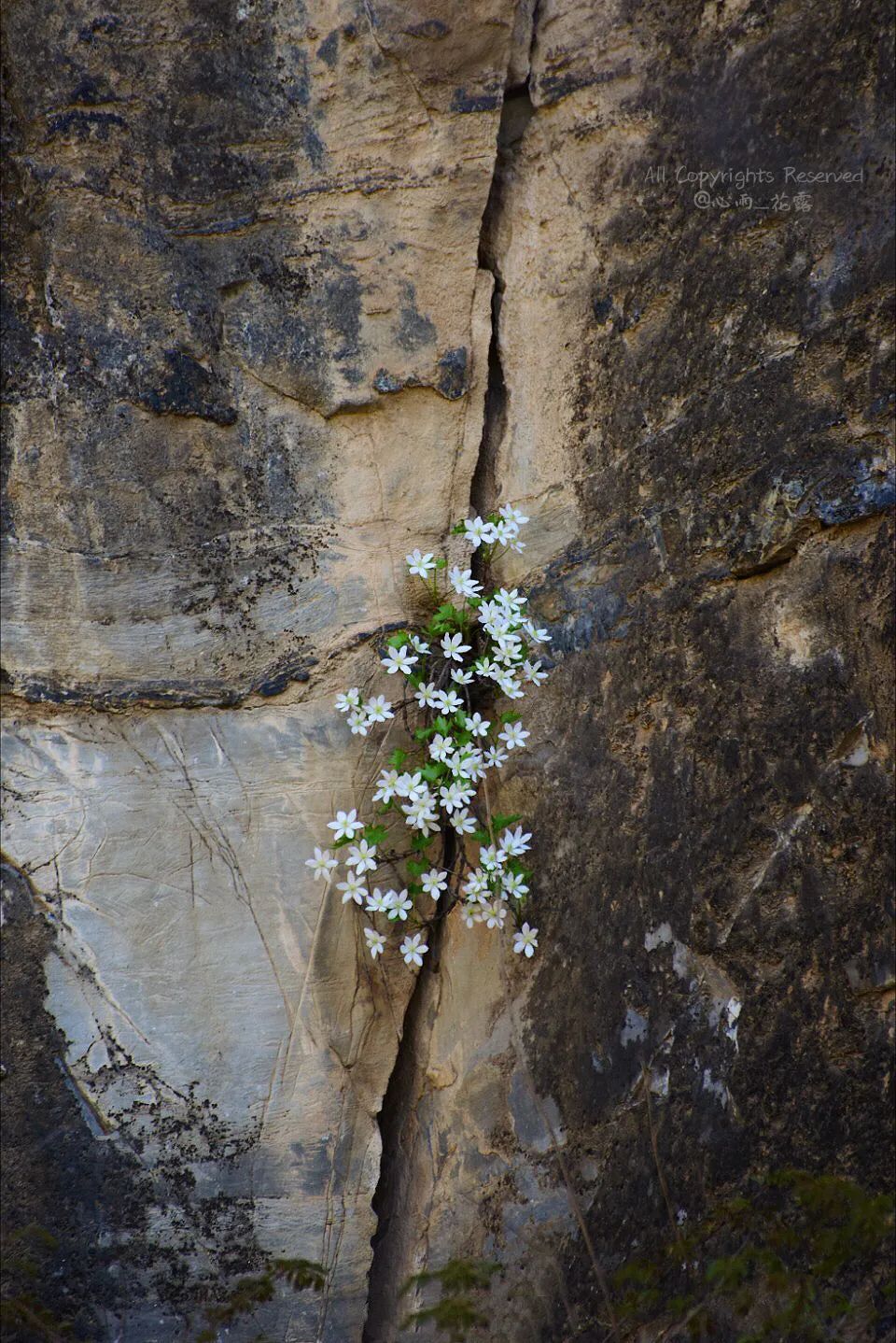 绝壁上开的花,是不是绝哔——很厉害