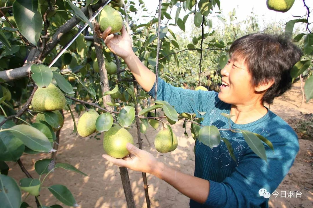 梨乡莱阳求助:10万斤正宗莱阳梨待销!爱心助农,“梨”不开你!|莱阳_新浪新闻