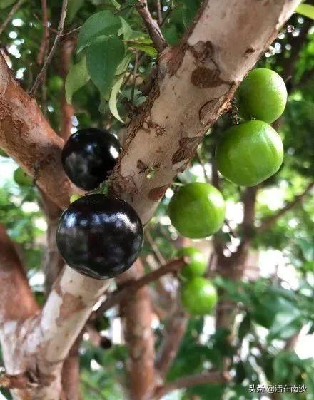 身价暴跌10倍这种卖到500蚊一斤的土豪果