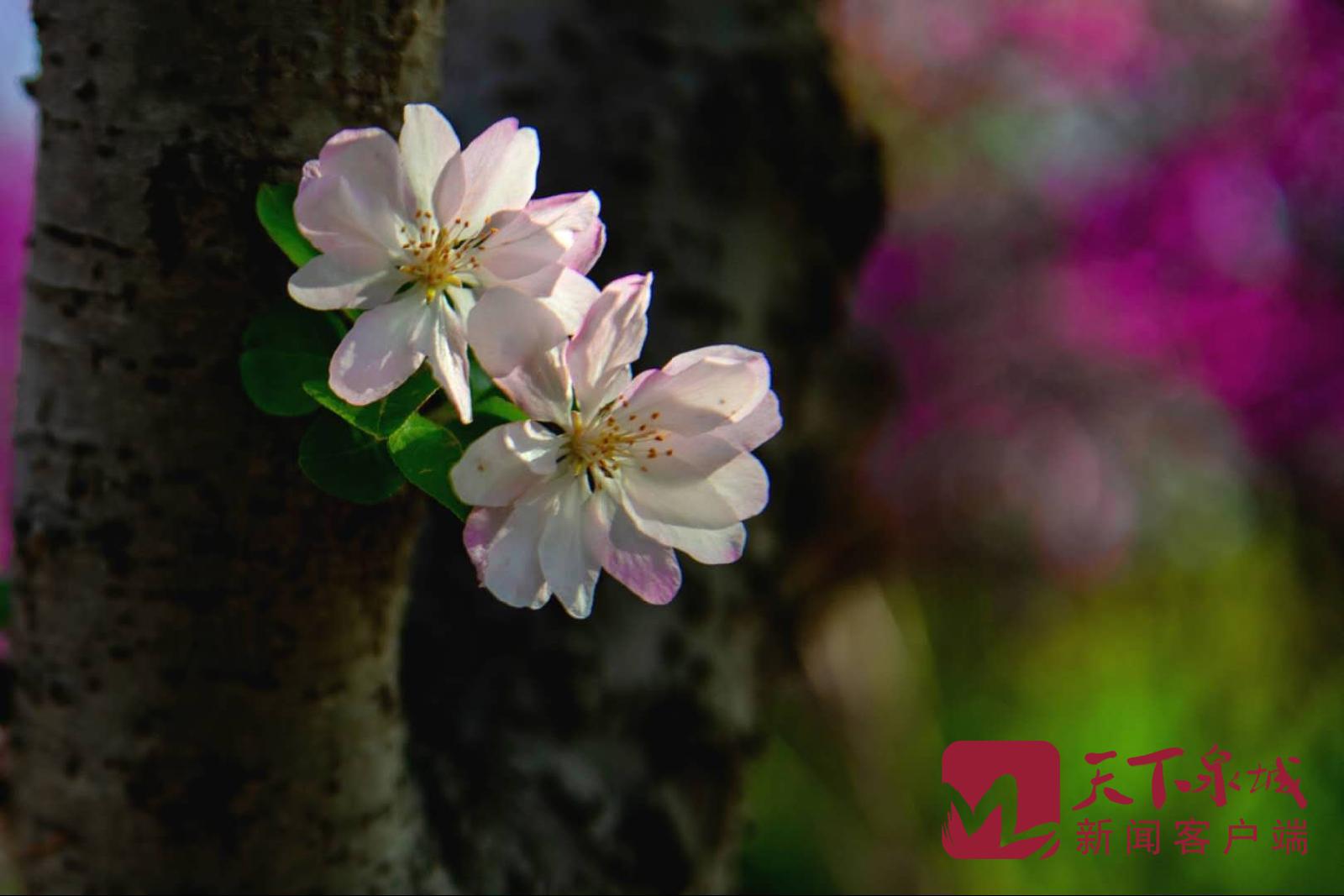 济南:云淡风轻艳阳天 傍花随柳心怡然
