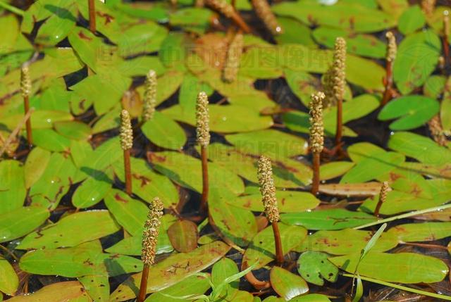 眼子菜,见过吗?清热解毒,用于急性结膜炎,火眼