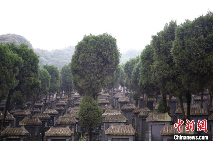 正文  3月29日,广西柳州市飘着淅淅沥沥的春雨,柳州市西山梦园墓园