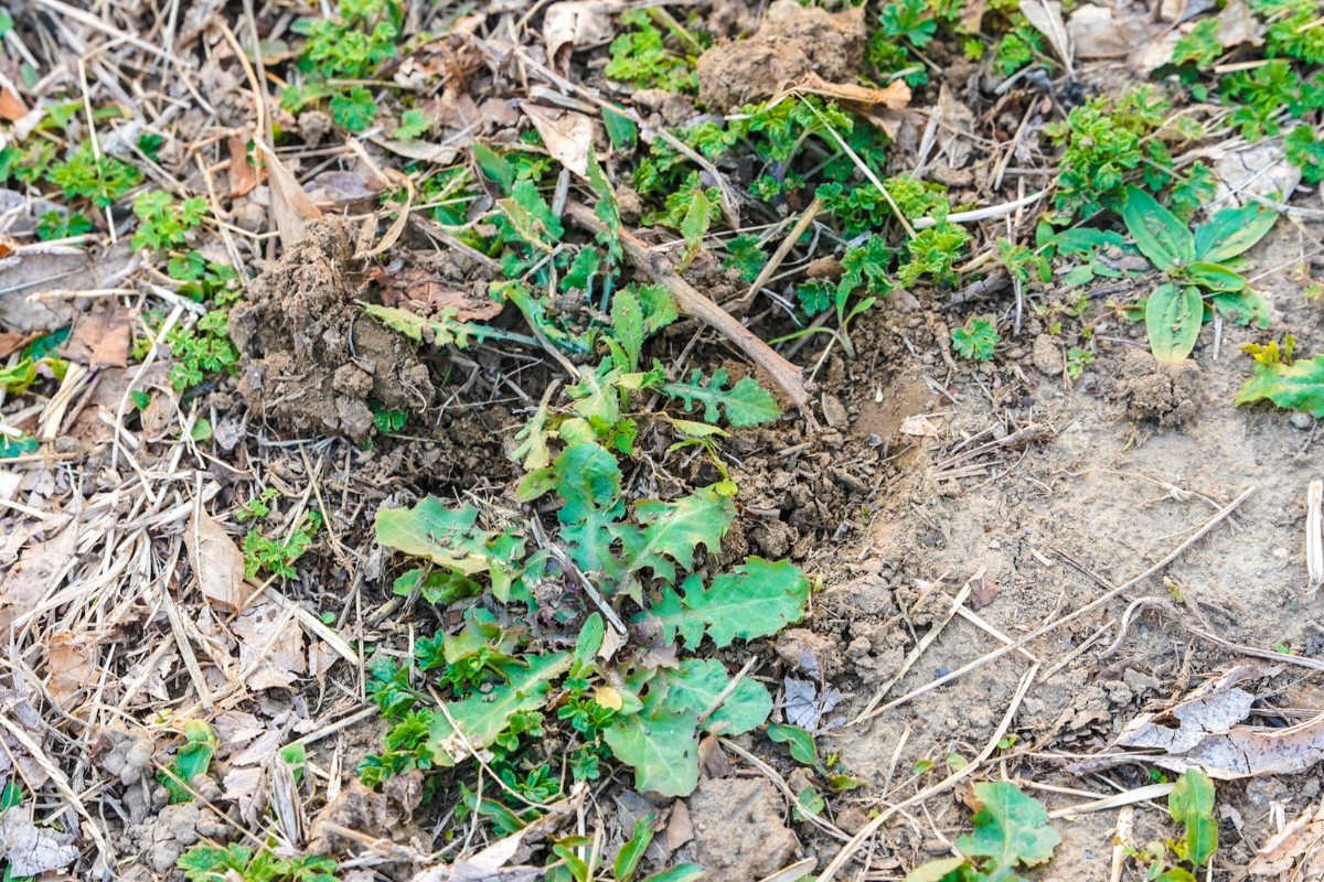 公园挖野菜大军又出动了这种掐尖儿行为得掐住