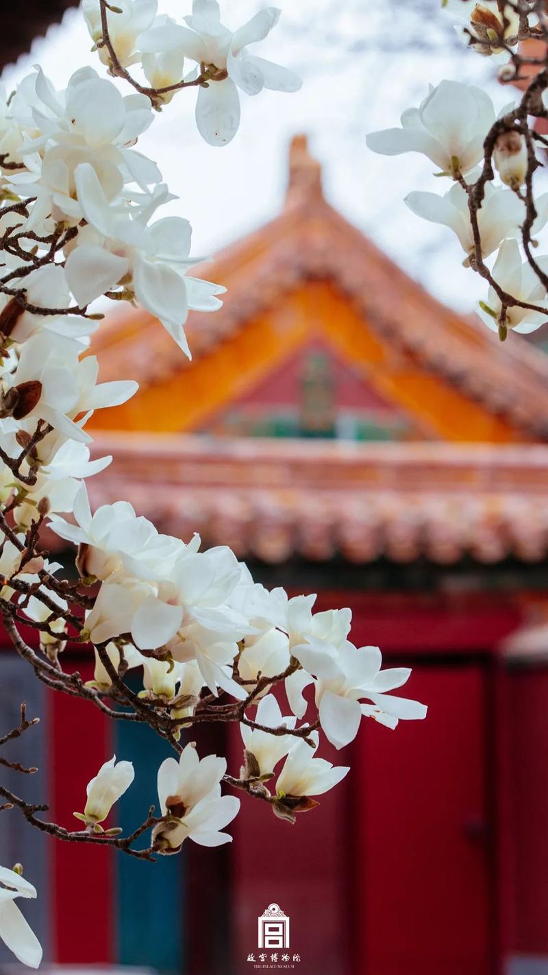 故宫的花一开,就美成了御花园