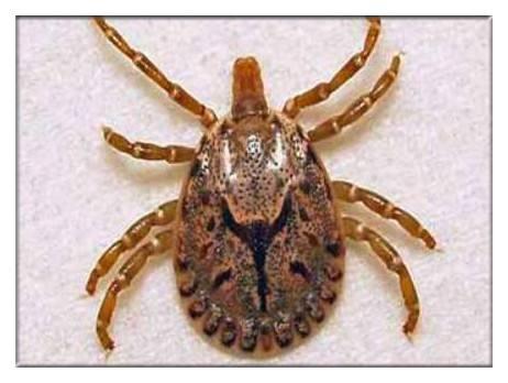 警惕恙虫病丛林斑疹伤寒