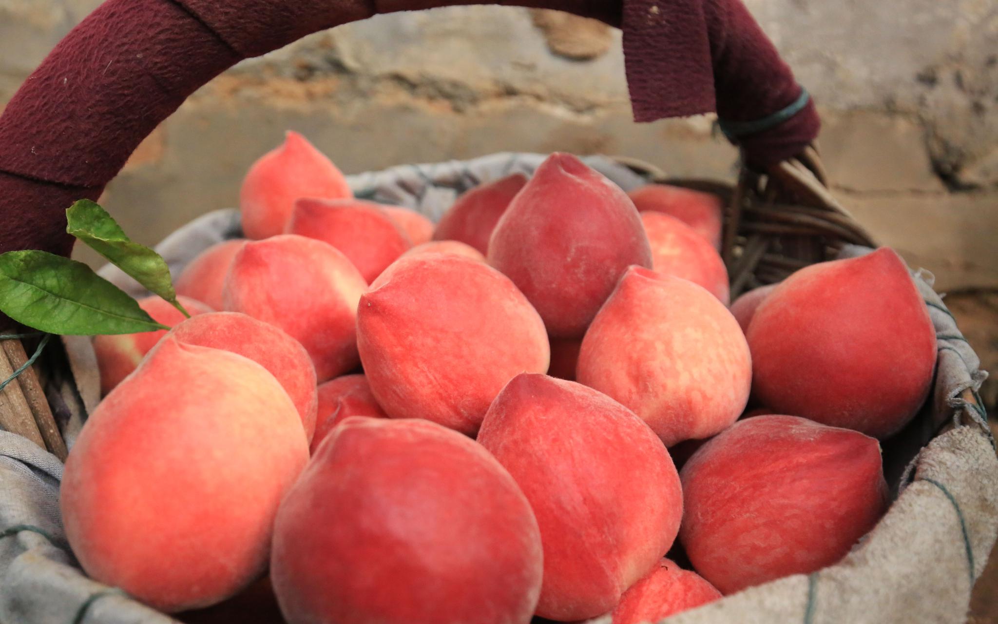 平谷"春雪"大桃成熟上市 开启平谷鲜桃季