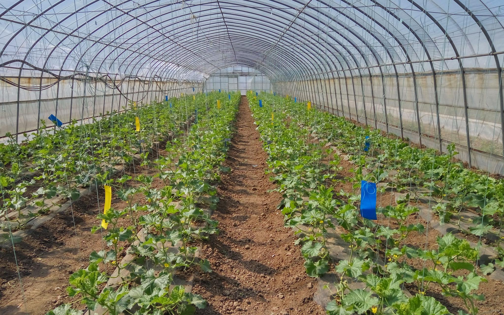 西瓜甜瓜开花坐果期 专家提示要提早防治小型害虫