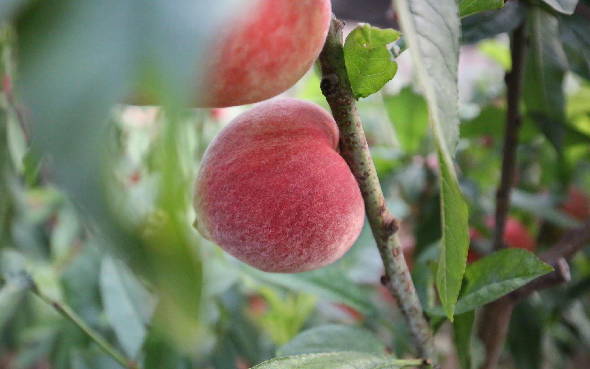 "春雪"的表面有一层薄薄的绒毛,很润泽,果子不仅丰满,而且多汁.
