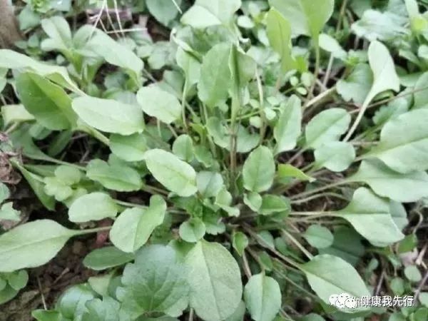 不花一分钱农村一种趴地生长的野菜味苦少有人吃对风火牙痛却很有效