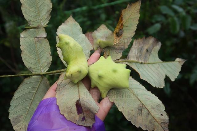 五倍子,见过吗?收敛体内汁液与气