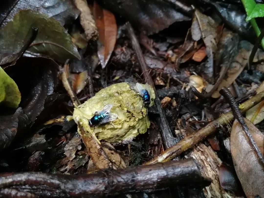 寻找猿粪我可能是世界上最艰难的铲屎官