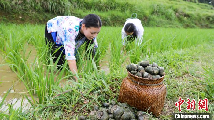 广西柳州2020年将新增螺蛳养殖2万亩 满足螺蛳粉产业需求