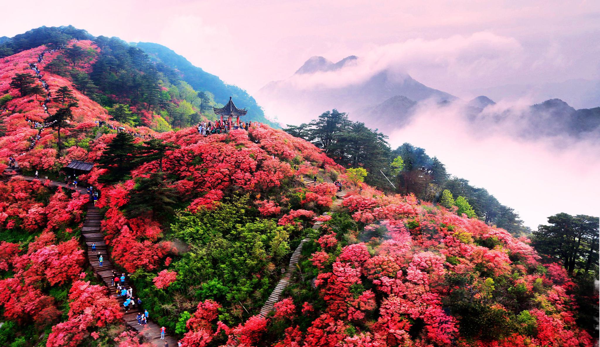 说到赏花,在湖北黄冈有一句俗话叫"人间四月天,麻城看杜鹃.