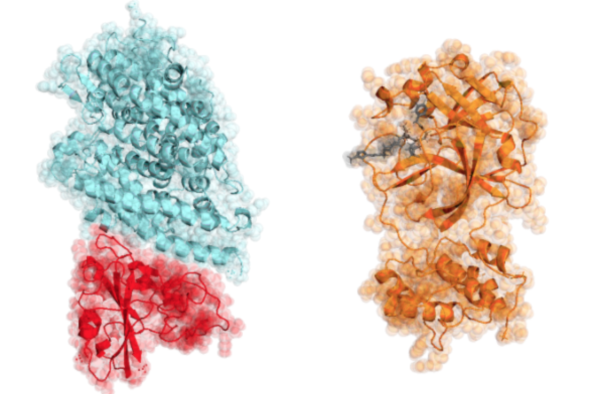 COVID-19 相关的蛋白质示例 图片来自Folding@home官网