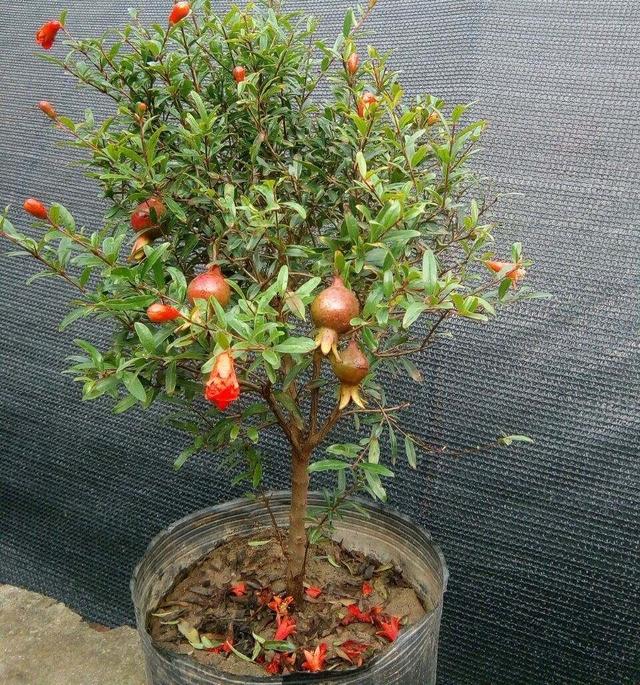 石榴盆栽怎么养?做到"2点",花大果多,花美果子甜