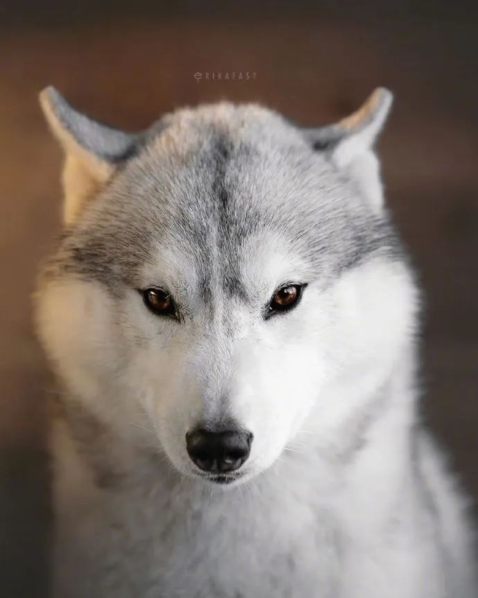 二哈真是狗界的傻白甜拿智商换的颜值