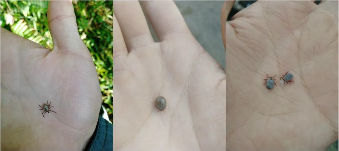 寻找猿粪我可能是世界上最艰难的铲屎官